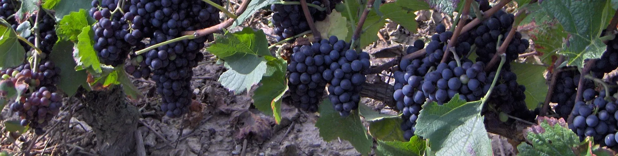 Grappes de raisin noir mûres sur un vieux cep
