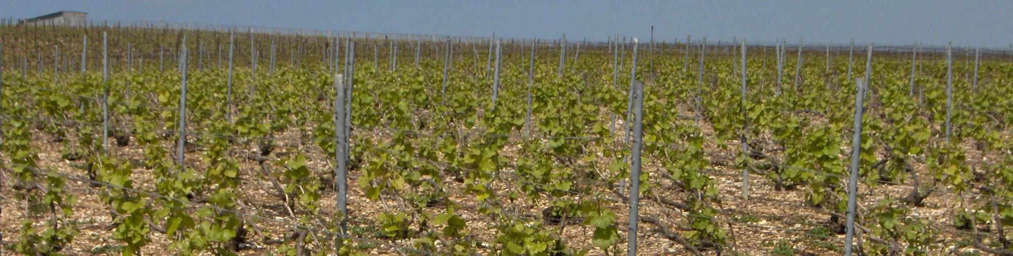 Rangs de vigne au printemps