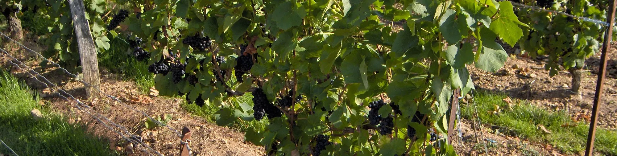 Vigne en été, grappes noires et herbe entre les rangs