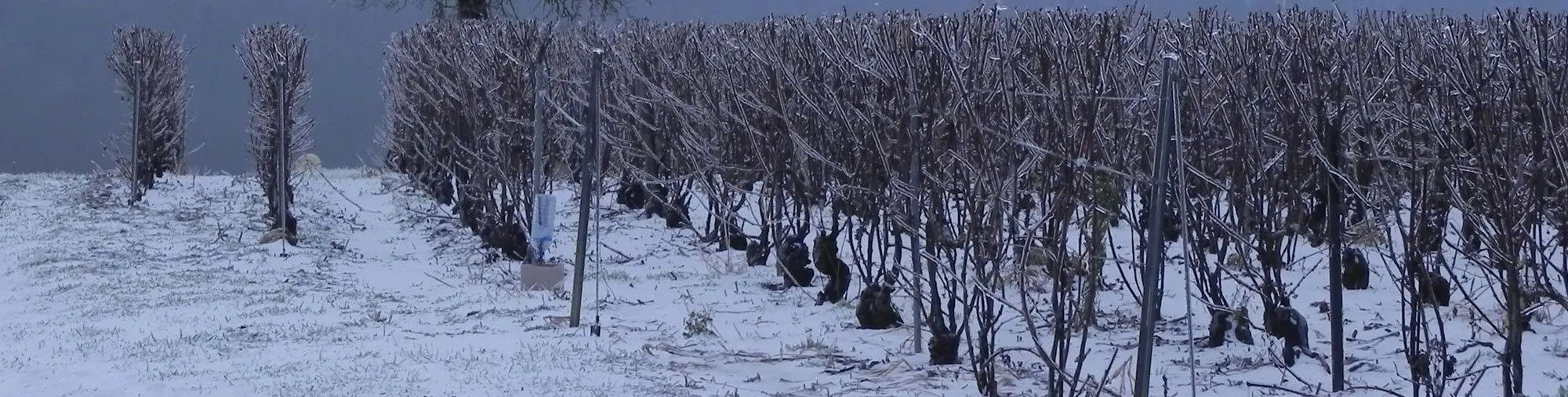 Rangs de vigne taillés sous la neige
